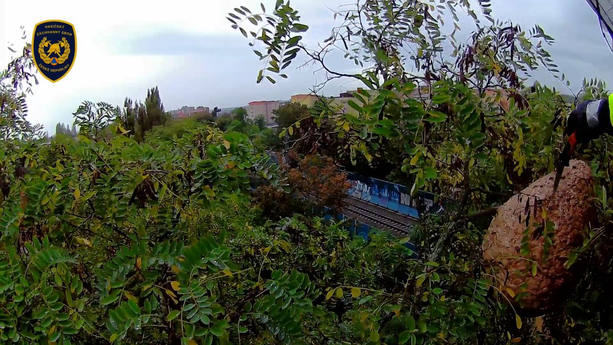 Hasiči ukázali video z likvidace hnízda sršní asijských v Plzni
